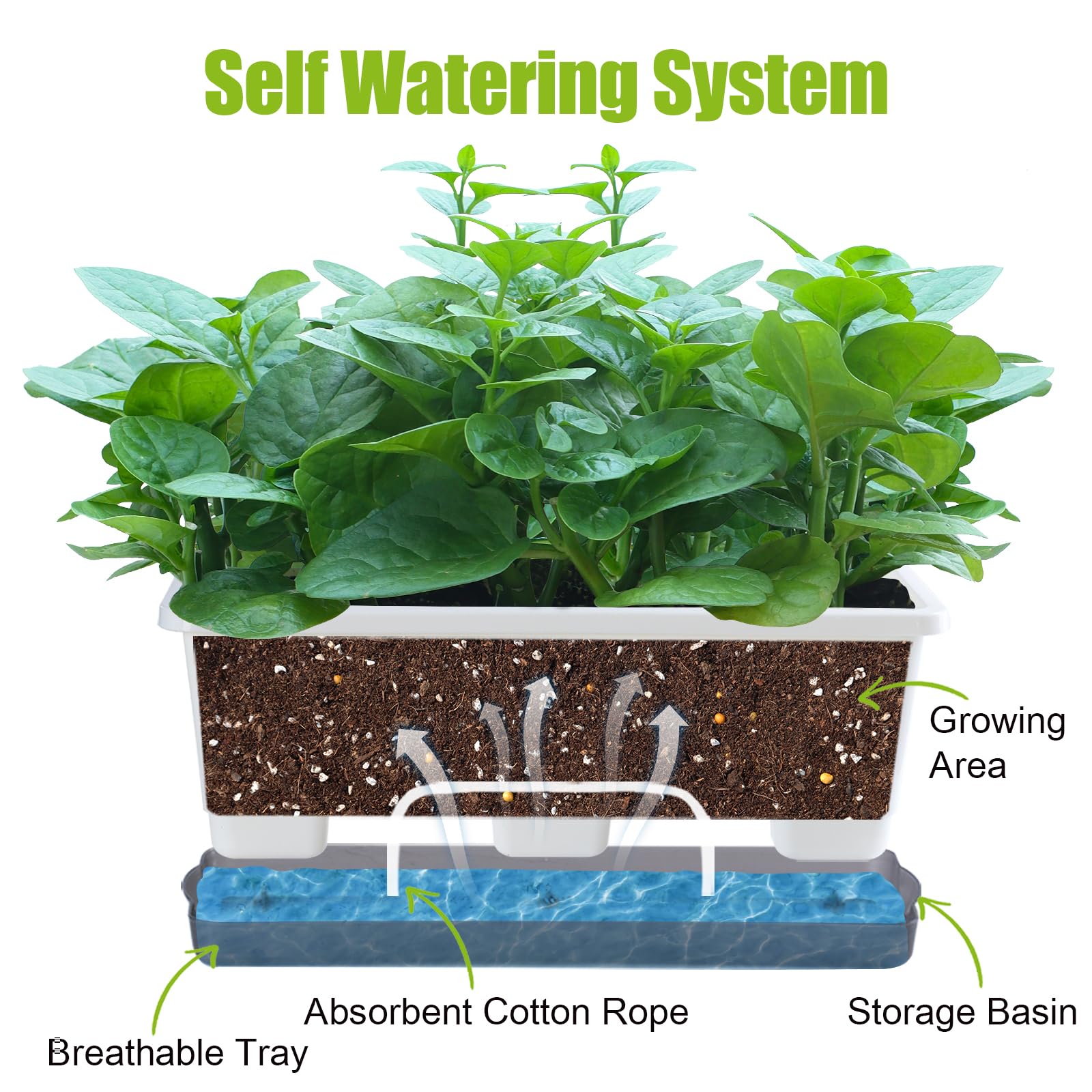 Oliz close-up of absorbent cotton wick illustrating steady water delivery to roots