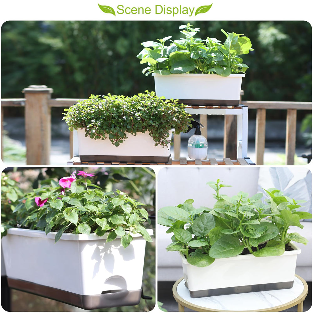 Oliz on a windowsill with herbs showing compact growing and easy harvest benefits
