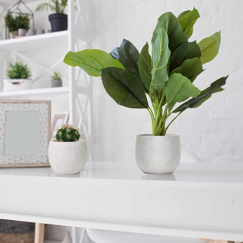 Olly & Rose pots staged with mixed plants showing versatility and styling benefit for interiors