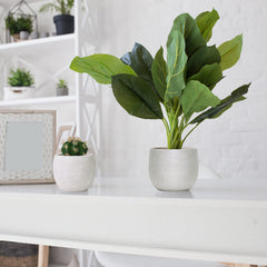 Olly & Rose pots staged with mixed plants showing versatility and styling benefit for interiors