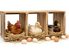 Oltara front view of three-compartment nest box showing organized laying spaces and easy access