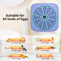 Oqioprd top candler lit to inspect egg development without opening