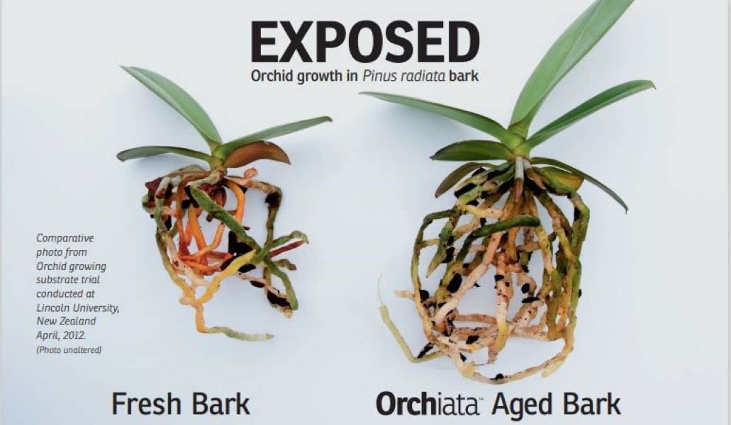 Orchiata root anchorage detail showing roots gripping bark for stability