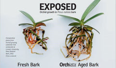 Orchiata bark with orchid roots attached showing secure anchorage benefit