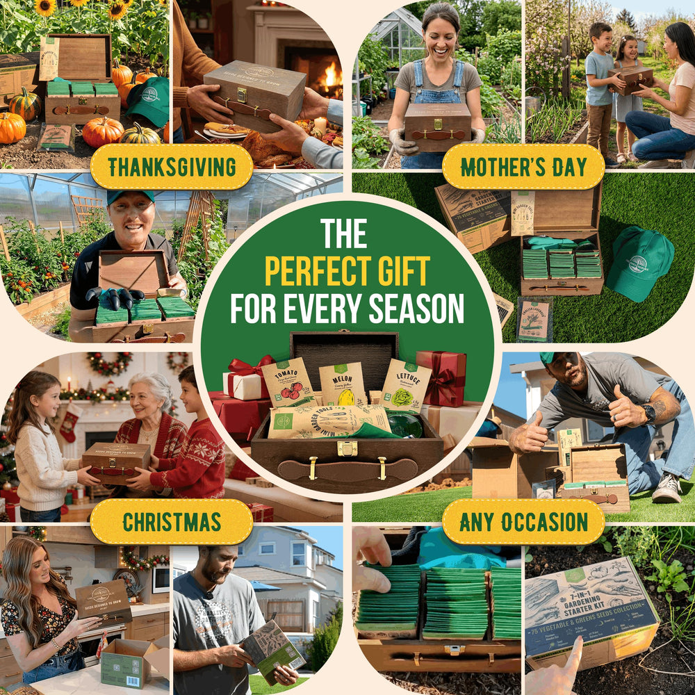 Organo Republic seed packs placed in potting trays showing scale and planting preparation