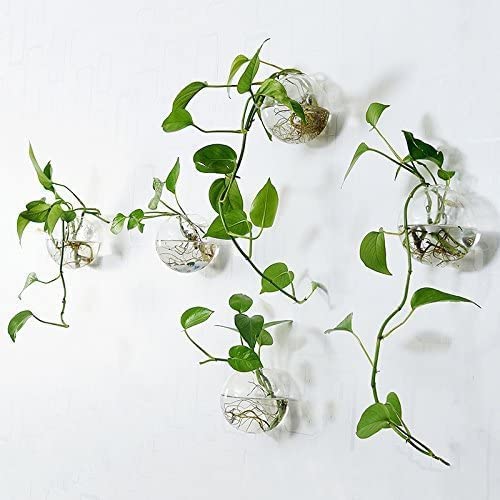 Orimina varied arrangement of plants in planters, creates layered display