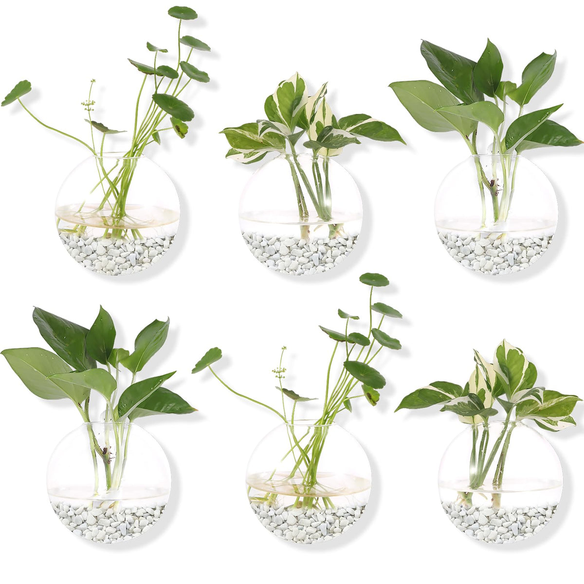 Orimina front view of six round glass planters mounted, adds vertical greenery