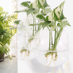 Orimina mounted planters holding cuttings, displays visible roots attractively