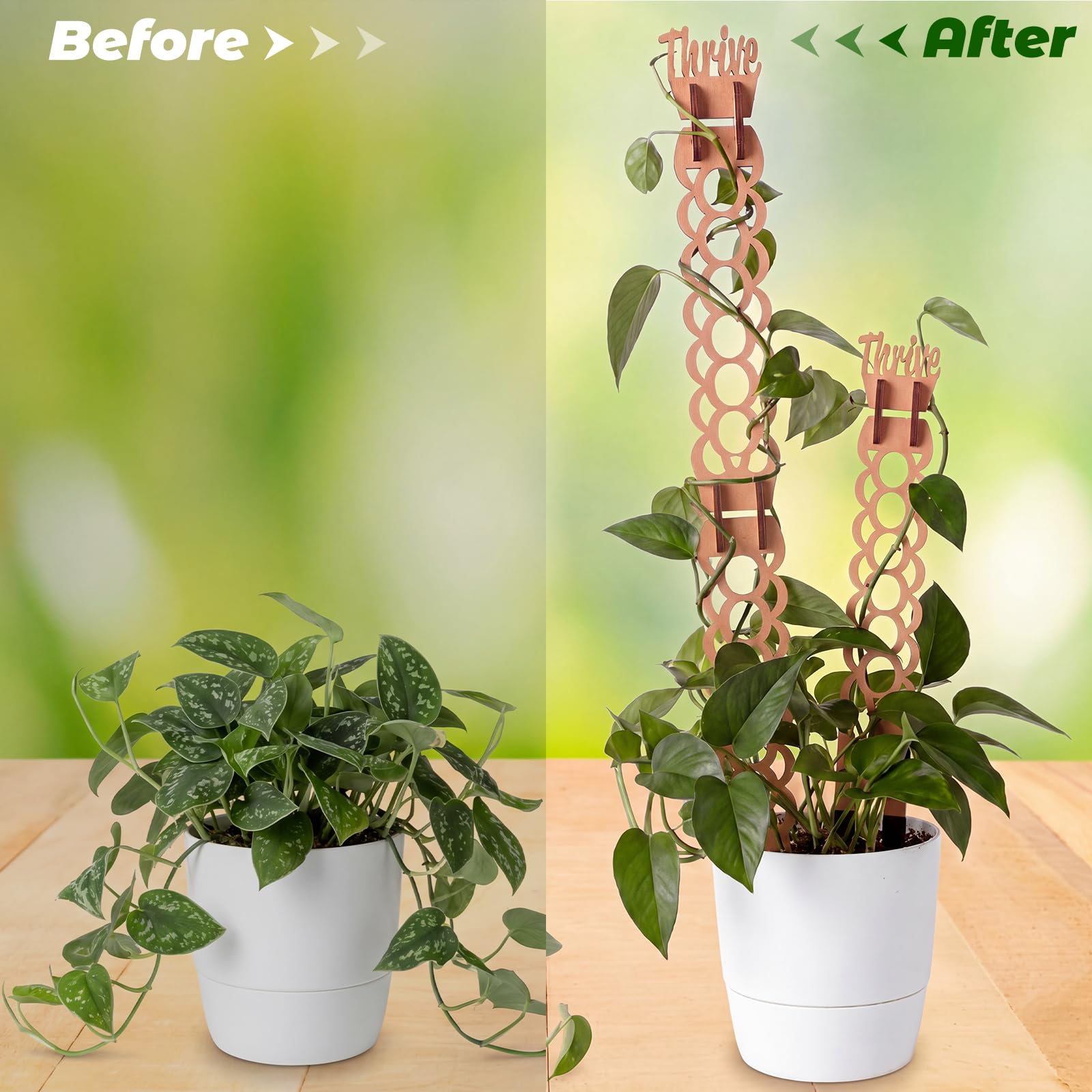 Otoolling trellis arranged on balcony with flowering vines showing decorative garden-enhancing benefit