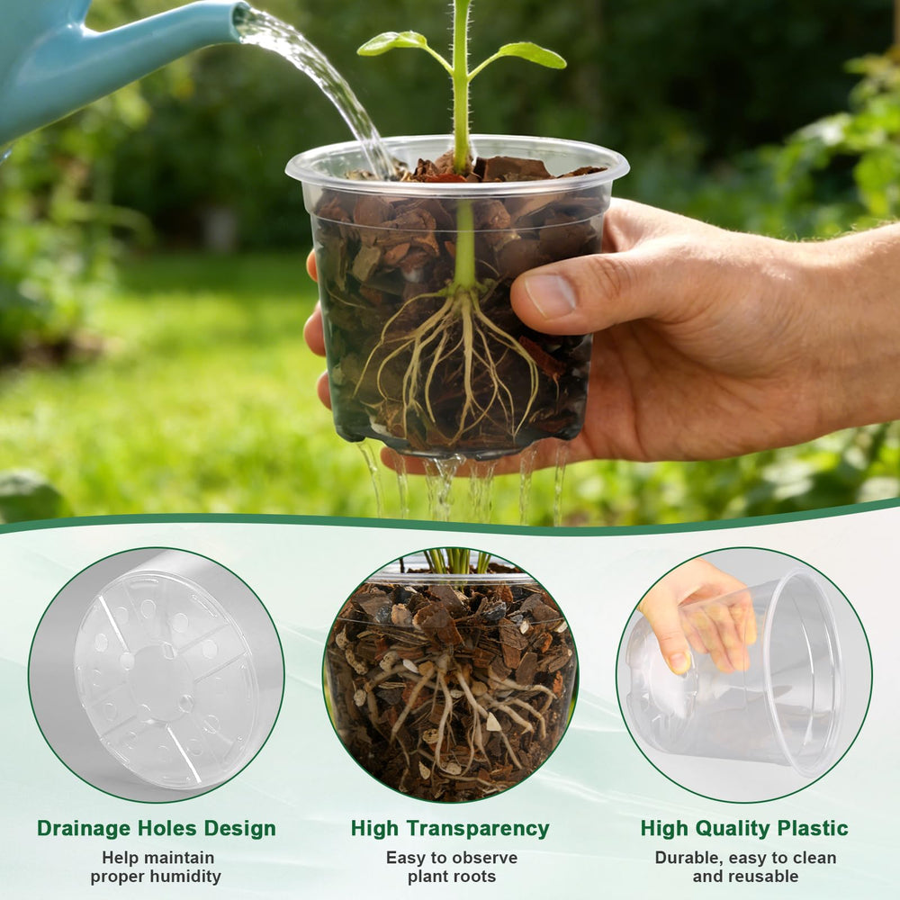 OUPSAUI side profile clear wall revealing root visibility benefit