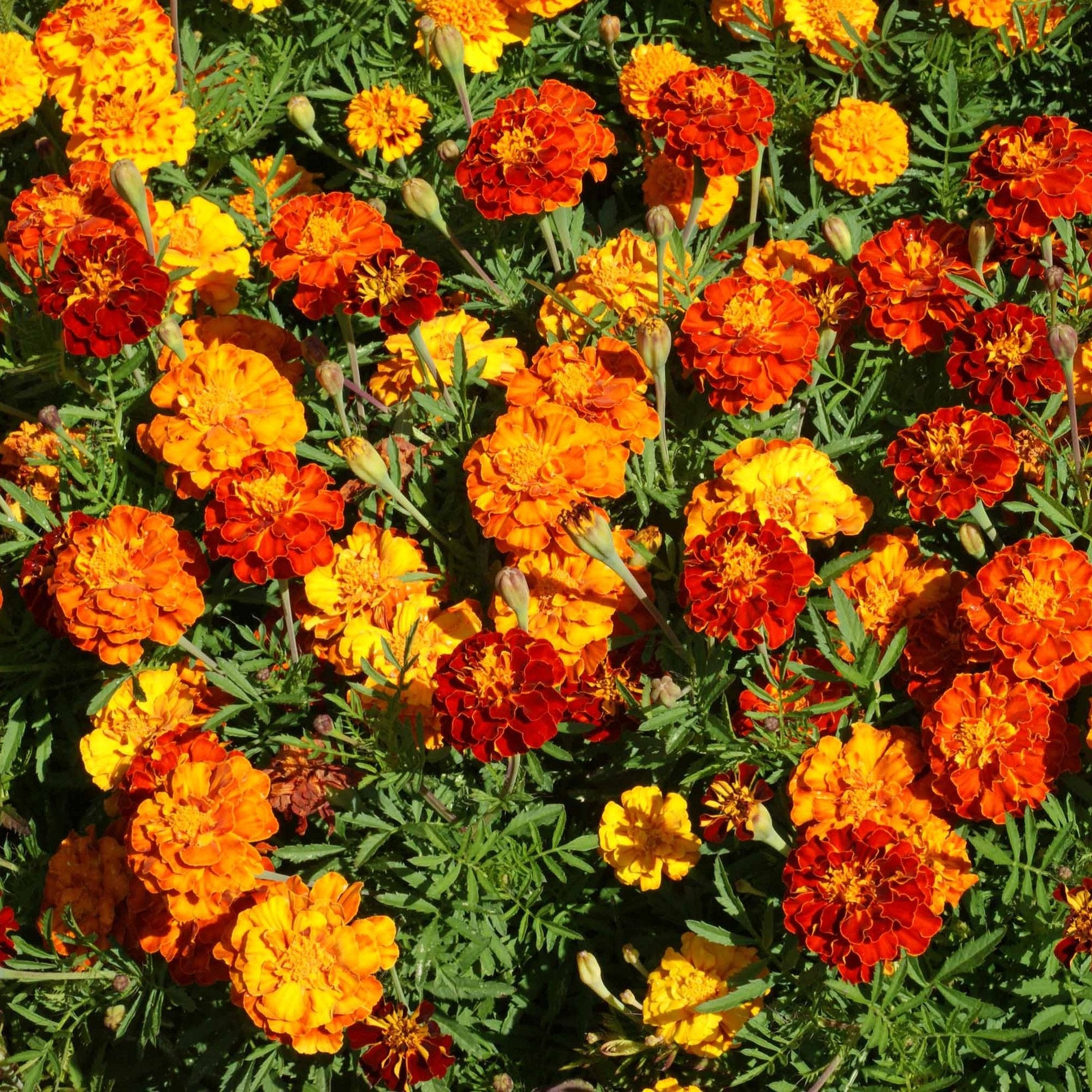 Outsidepride close-up of orange and yellow blooms highlighting vibrant color