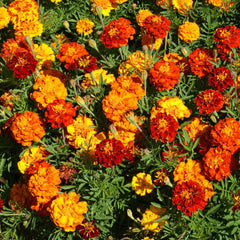 Outsidepride close-up of orange and yellow blooms highlighting vibrant color