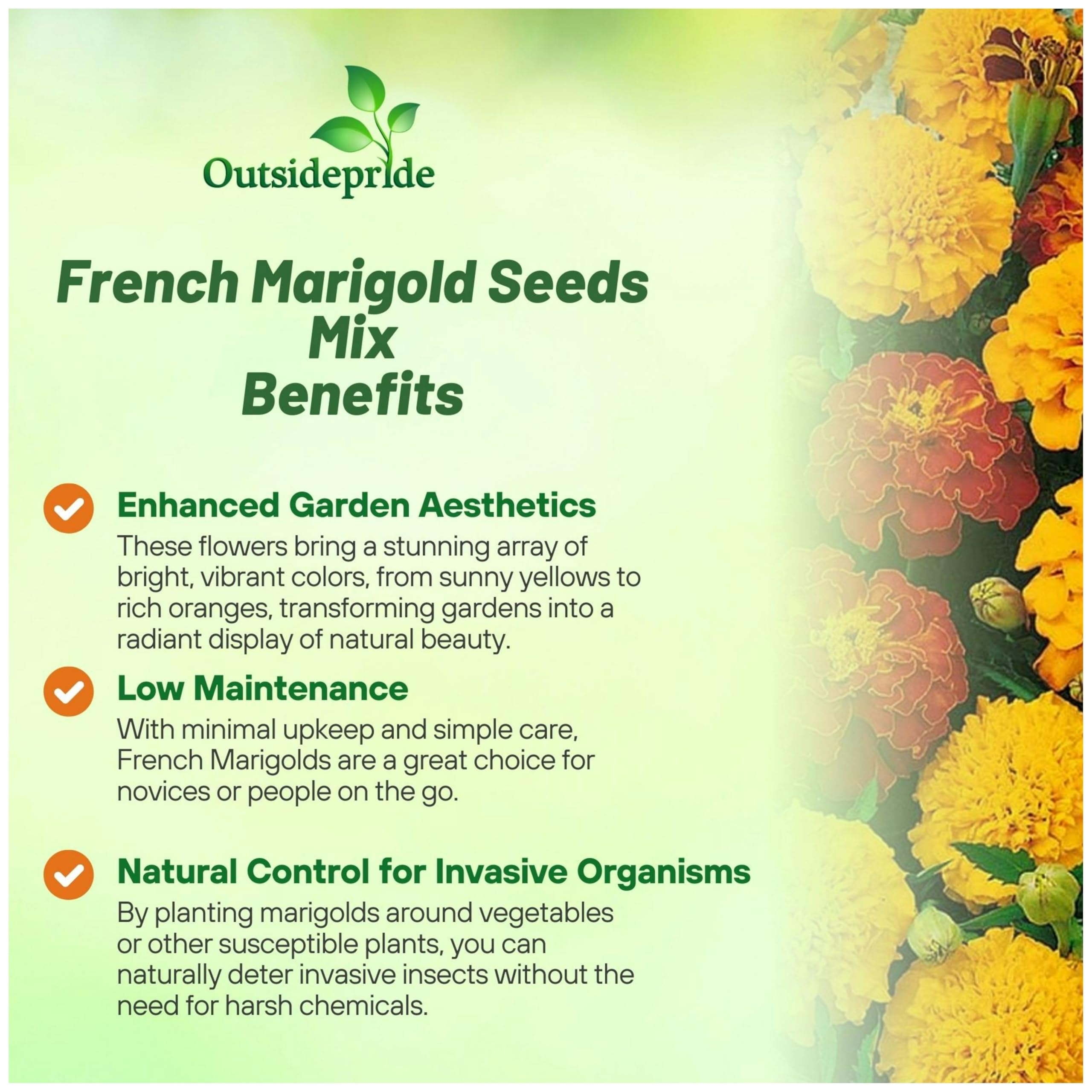 Outsidepride marigolds in a patio container demonstrating compact, decorative growth