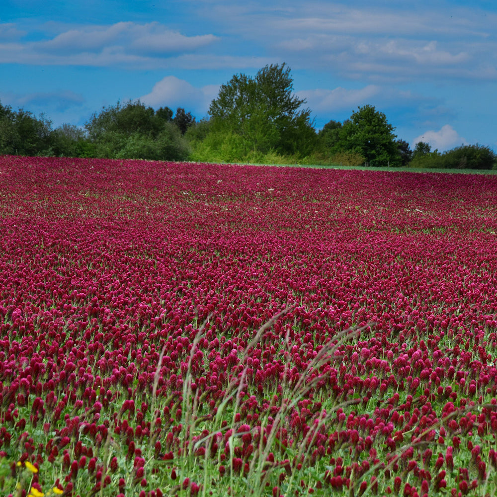 Outsidepride crimson clover mixed with grass seed showing pasture blend