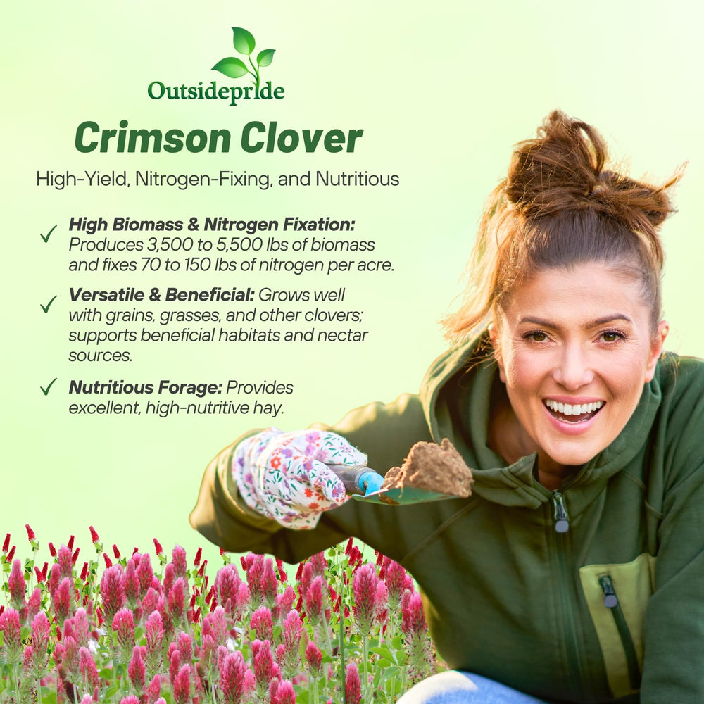 Bees on Outsidepride crimson clover flowers supporting pollinators