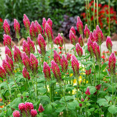 Close-up of Outsidepride crimson clover seeds showing coating and size