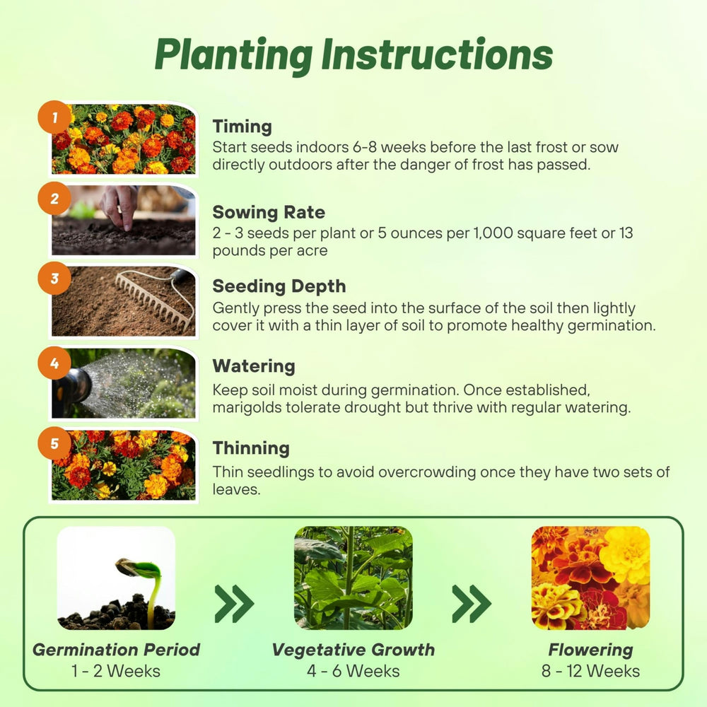 Outsidepride plants beside a ruler showing 8–12 inch compact mature height