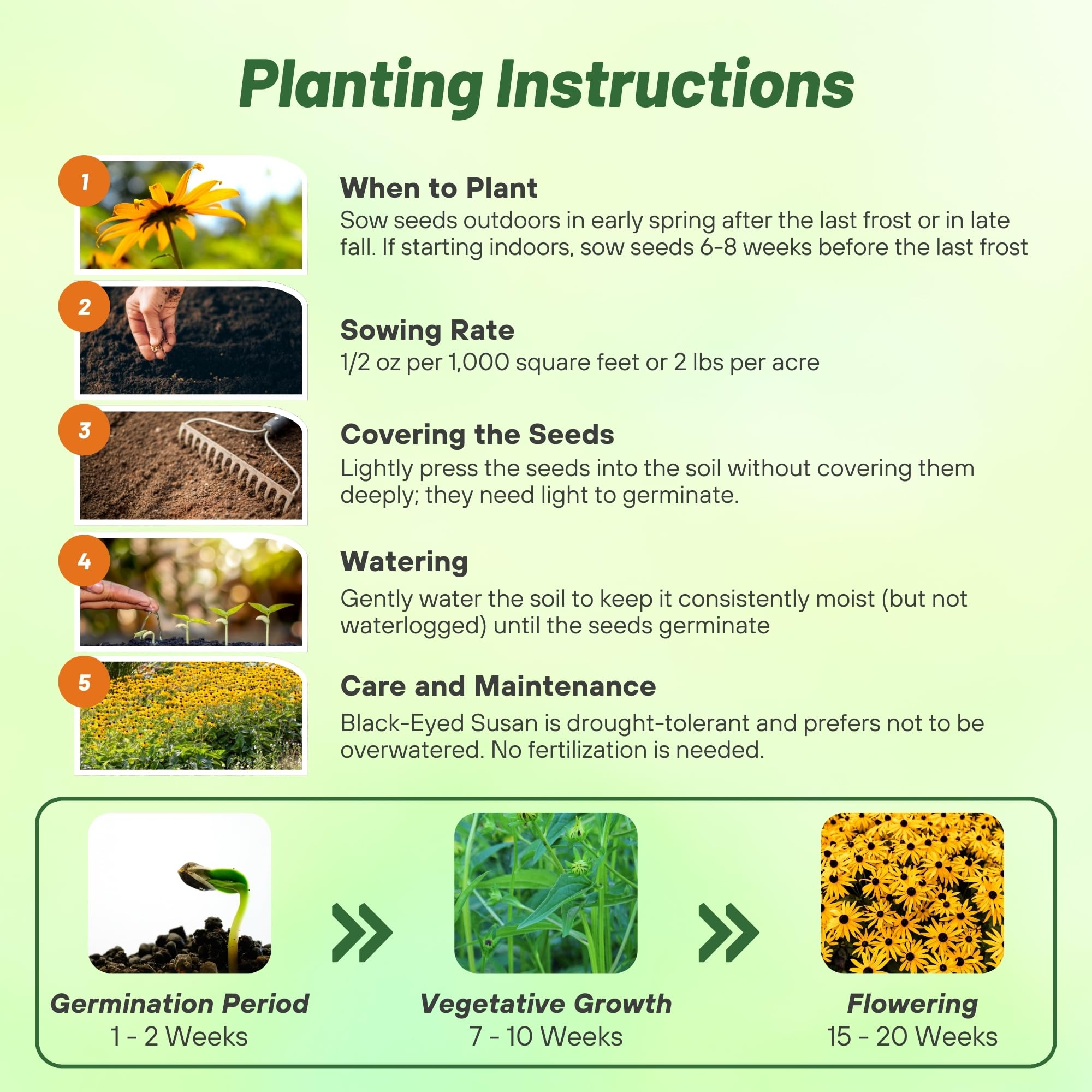 Outsidepride hand beside mature plant to show scale and expected garden size benefit