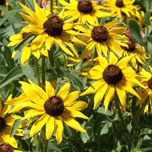 Outsidepride flower visited by a bee illustrating pollinator attraction and wildlife support