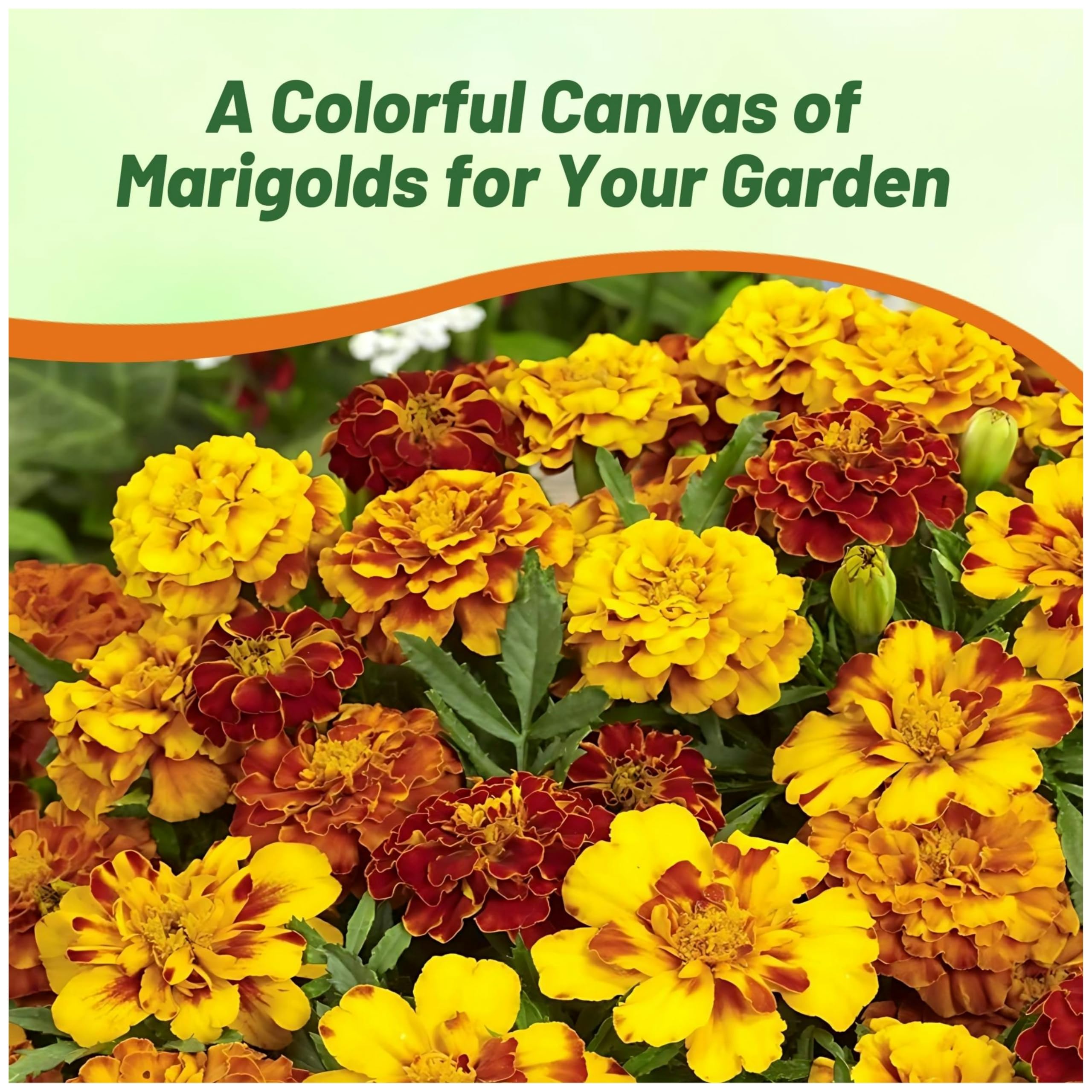 Outsidepride blooms with bees showing pollinator-friendly garden benefits