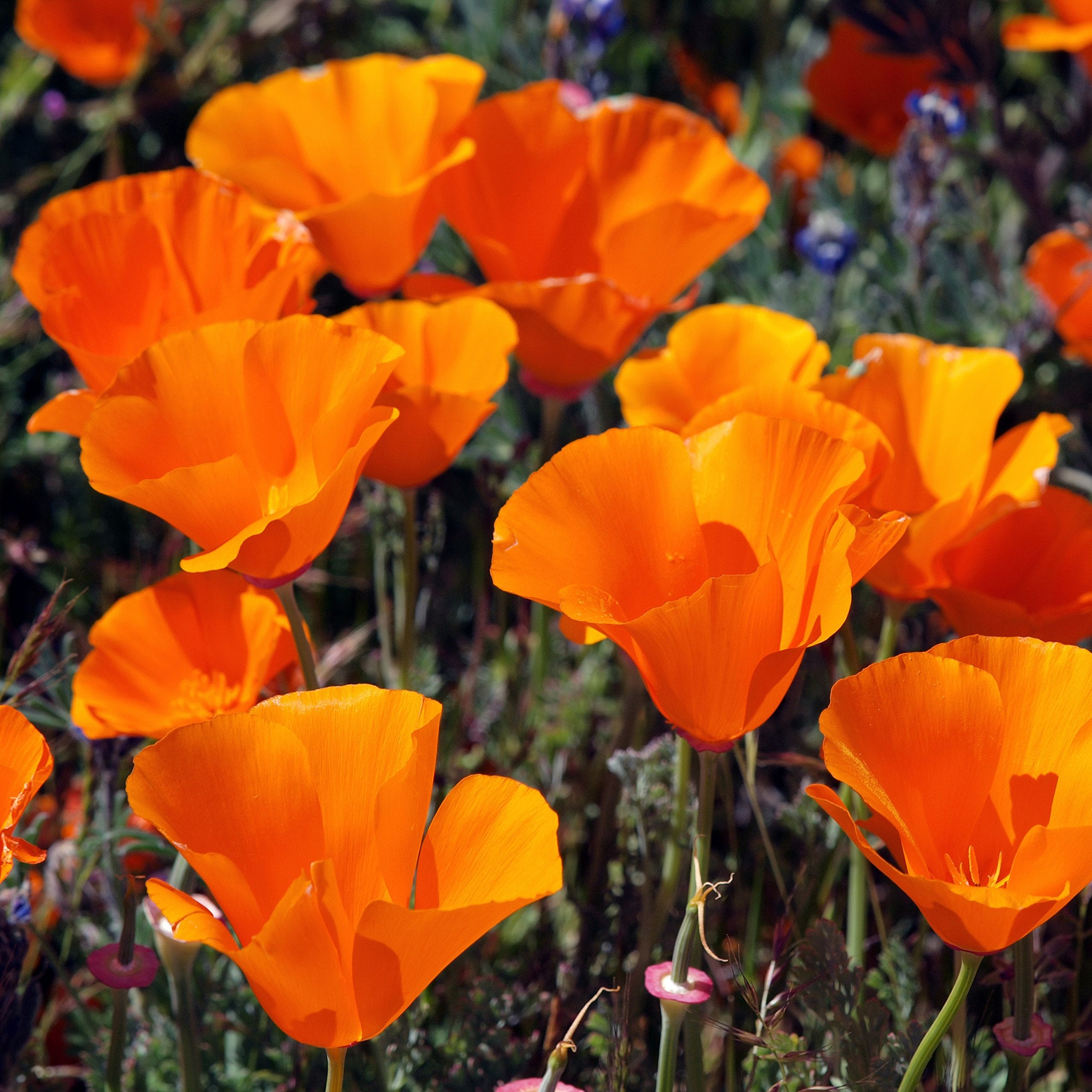 Outsidepride garden bed with poppies adding drought-tolerant color
