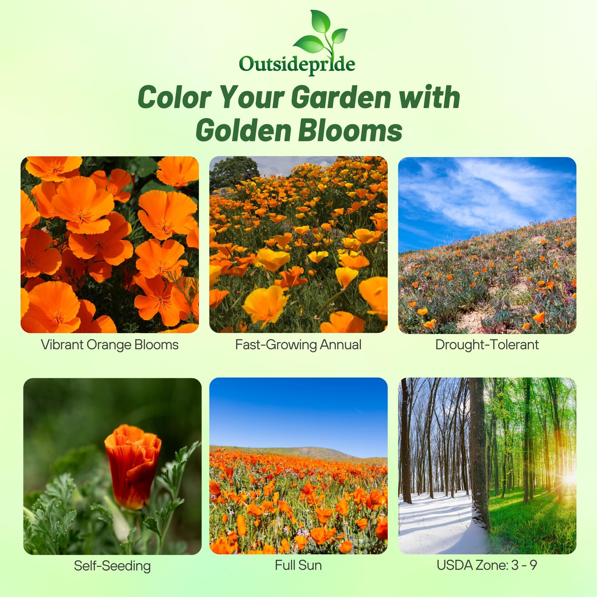 Outsidepride seeds scattered on soil illustrating sowing method benefit