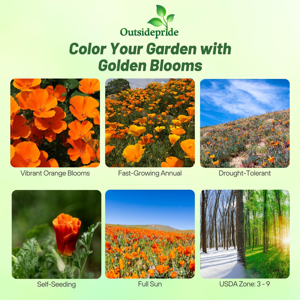 Outsidepride seeds scattered on soil illustrating sowing method benefit