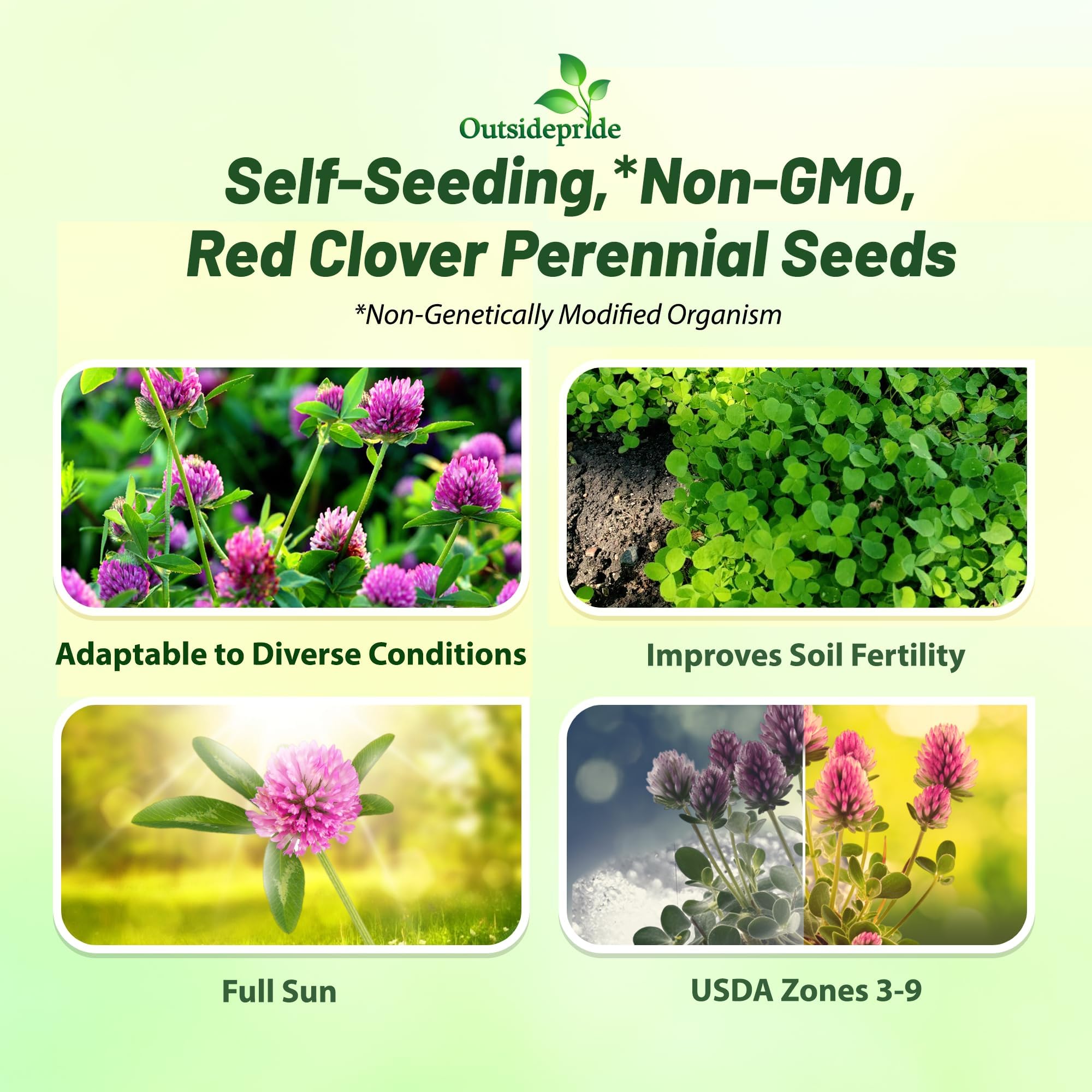 Outsidepride red clover seedlings in a field showing quick establishment