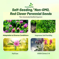 Outsidepride red clover seedlings in a field showing quick establishment