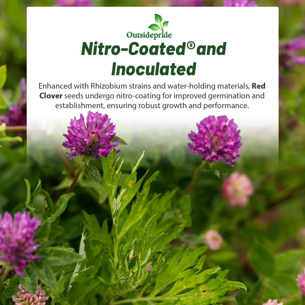 Outsidepride red clover mixed with grasses in pasture for forage production