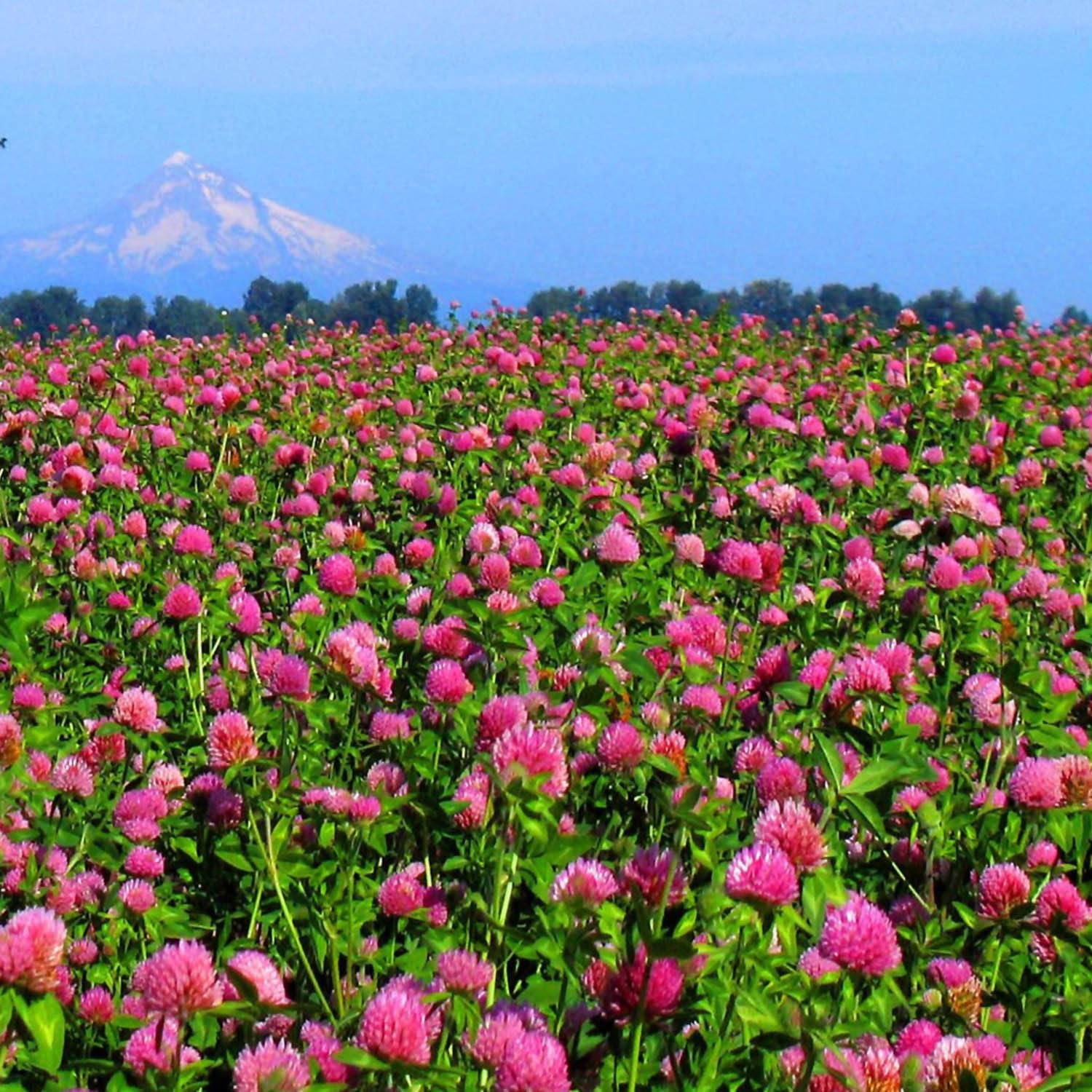 close-up of Outsidepride red clover seed texture highlighting even coating