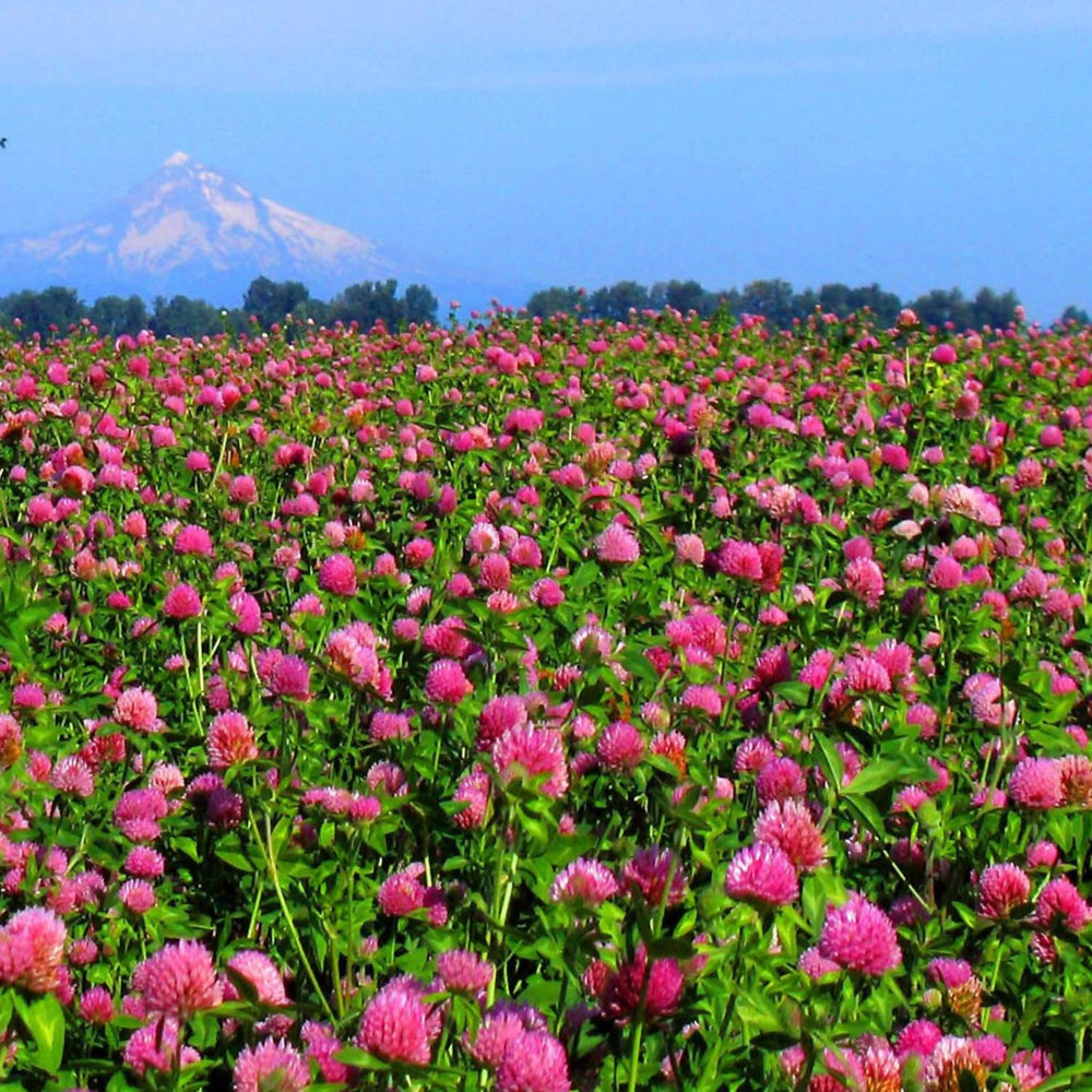 close-up of Outsidepride red clover seed texture highlighting even coating