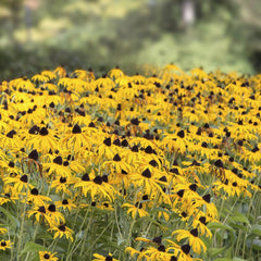 Outsidepride close-up of Rudbeckia flower center highlighting seed-to-bloom detail and color appeal