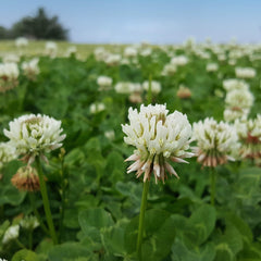 Outsidepride closeup of white clover seeds illustrating uniform quality and germination advantage
