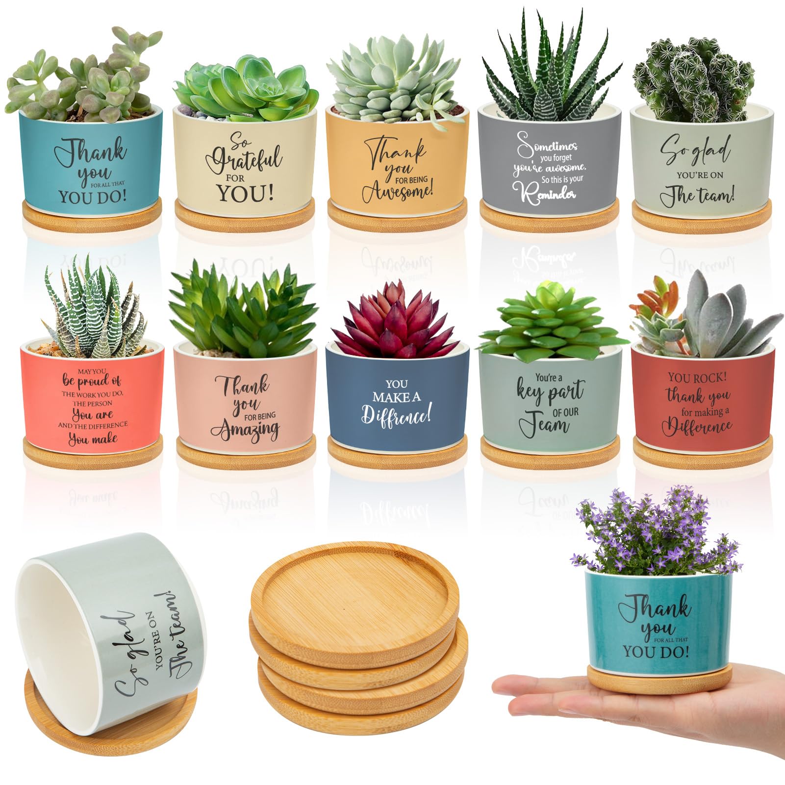 Ouvibor front view of ten ceramic succulent pots showing compact gifting appeal