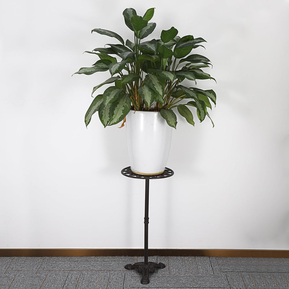 OwnMy stand displayed in a living room adding height and style to plants
