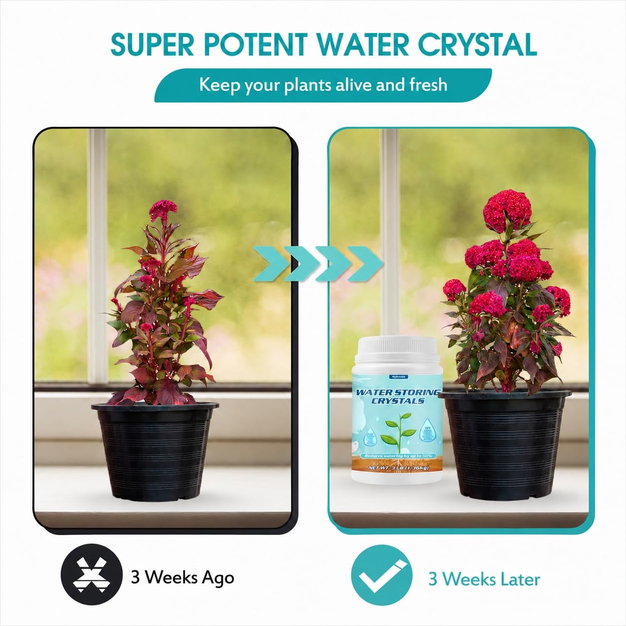 Oycevila applied in a potted plant illustrating reduced watering frequency benefit
