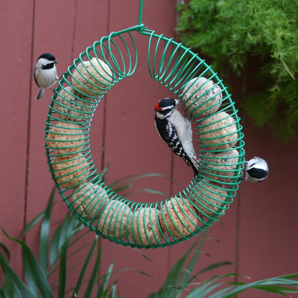Pacific Bird close-up of mealworm and nut pieces highlighting high-protein attractants