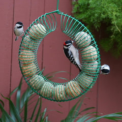 Pacific Bird close-up of mealworm and nut pieces highlighting high-protein attractants