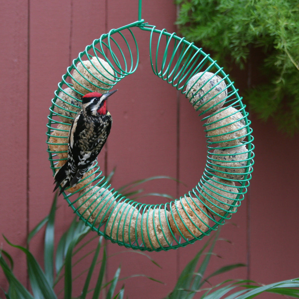 Close-up texture of Pacific Bird suet ball highlighting whole insects and no-melt consistency