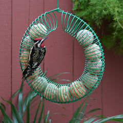 Close-up texture of Pacific Bird suet ball highlighting whole insects and no-melt consistency