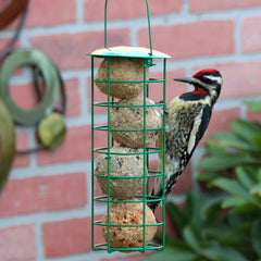 Pacific Bird suet ball placed in a hanging suet ball feeder attracting a woodpecker