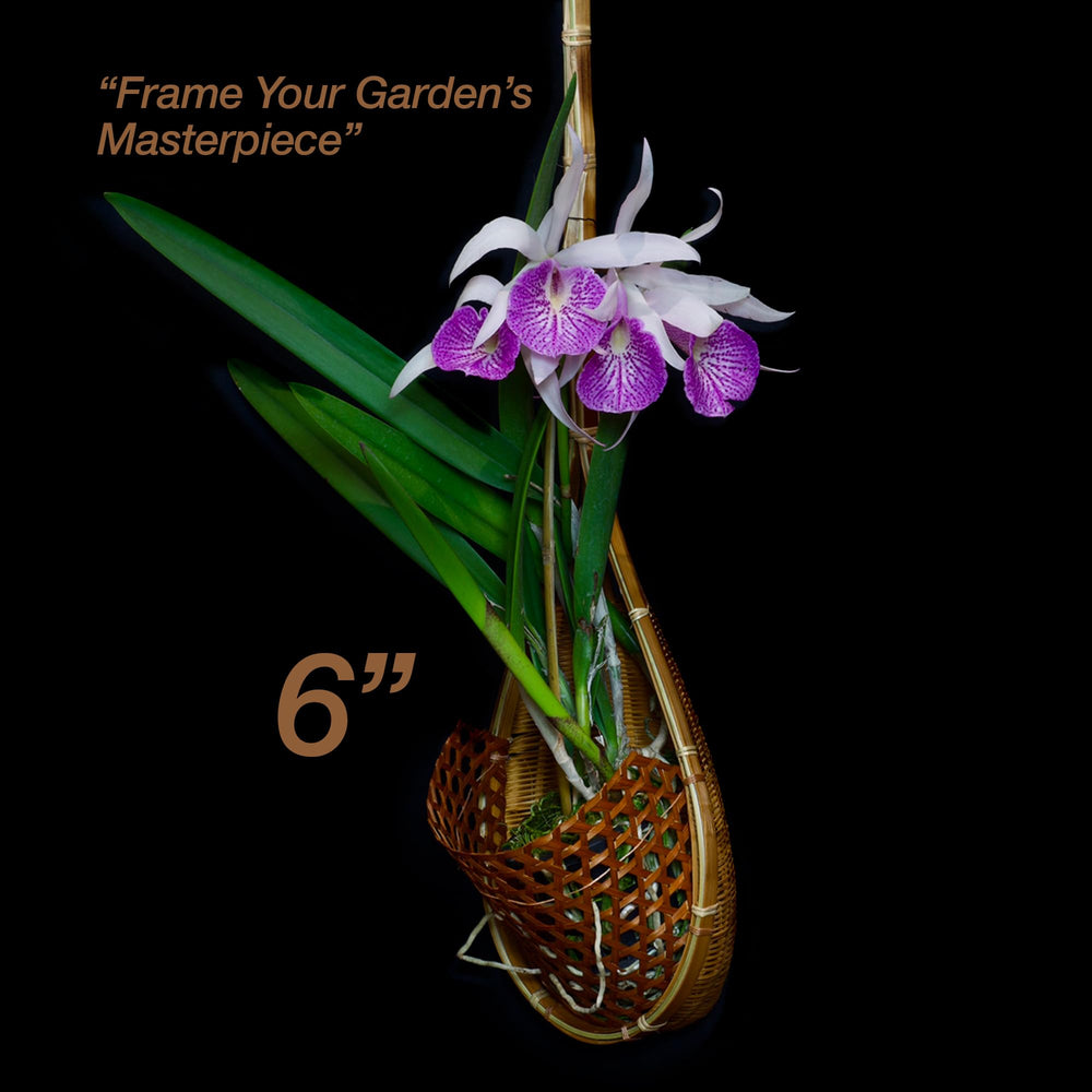 PANWA hanging basket in use with orchids showing attractive display
