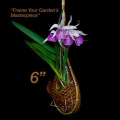 PANWA hanging basket in use with orchids showing attractive display