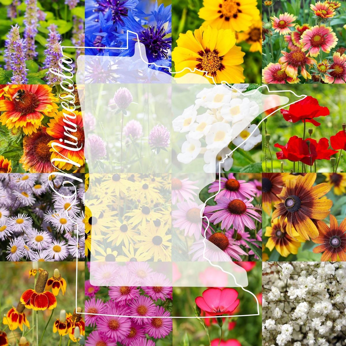 Paper Street Perennials front packaging showing blend and coverage benefit