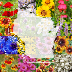 Paper Street Perennials front packaging showing coverage and pollinator focus