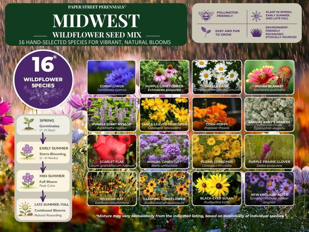 Paper Street Perennials established meadow showing pollinator habitat benefit