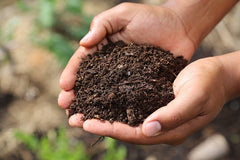Park Seed inoculant being sprinkled into seed row demonstrating planting benefit