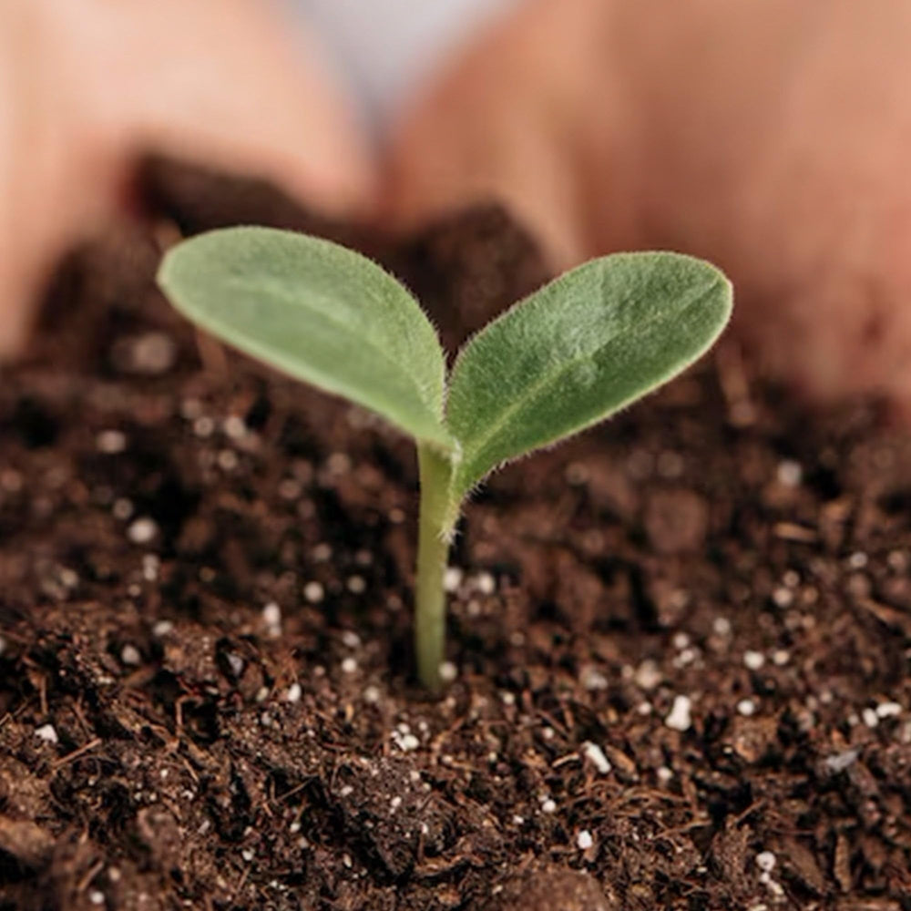 Park Seed can beside ruler showing 8.7 oz size and 150-foot coverage benefit