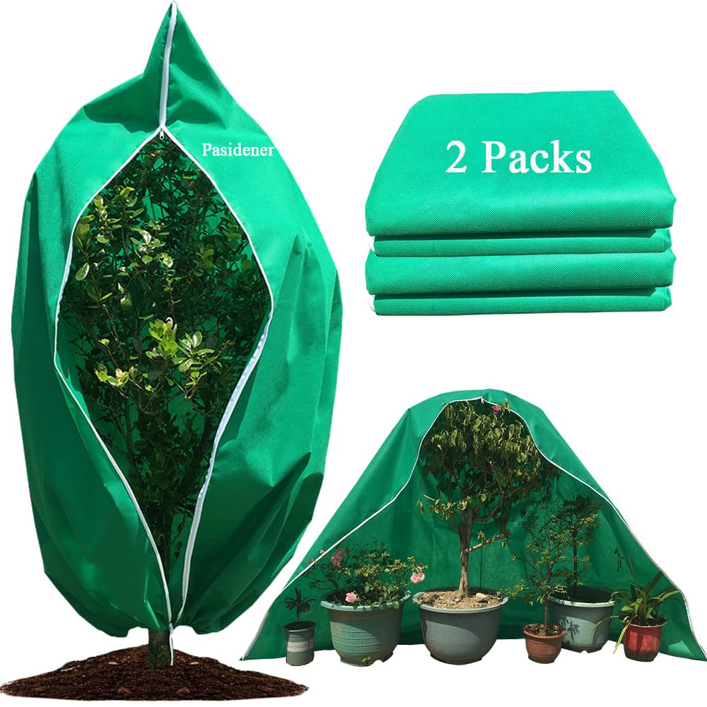 Pasidener front view on a small tree showing frost protection benefit